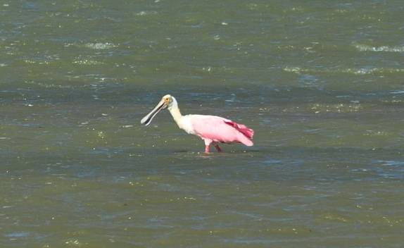 Um culhereiro na Laguna de Tiraya, na península de Paraguaná, ponto mais ao norte da Venezuela